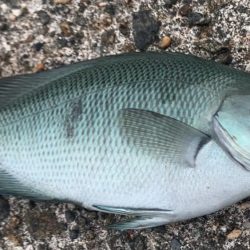 サビキ釣りでファミリーフィッシング